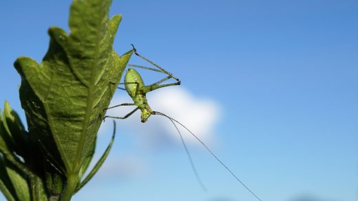 What AI Says About AI’s Role in Biodiversity Preservation